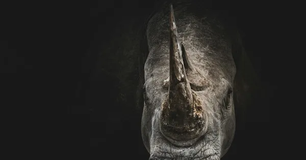 Gros plan d'un rhinocéros au regard frontal, en tons gris sur fond presque noir