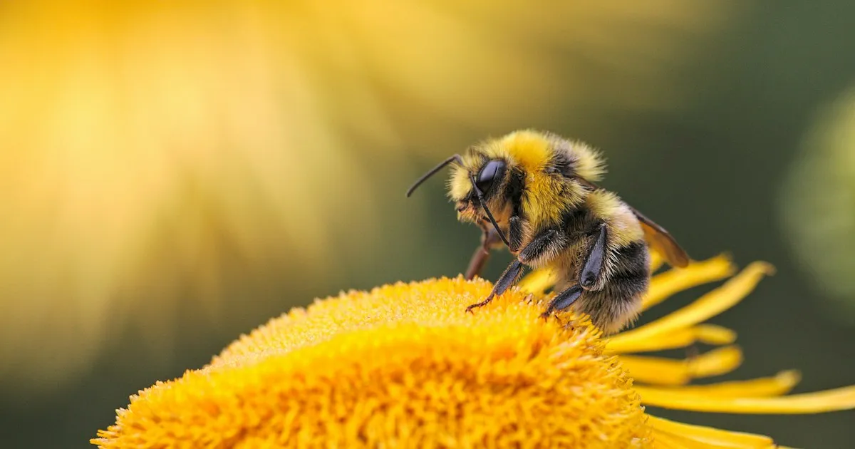 Bourdon posé sur le cœur d'une fleur jaune, lumière dorée en arrière-plan