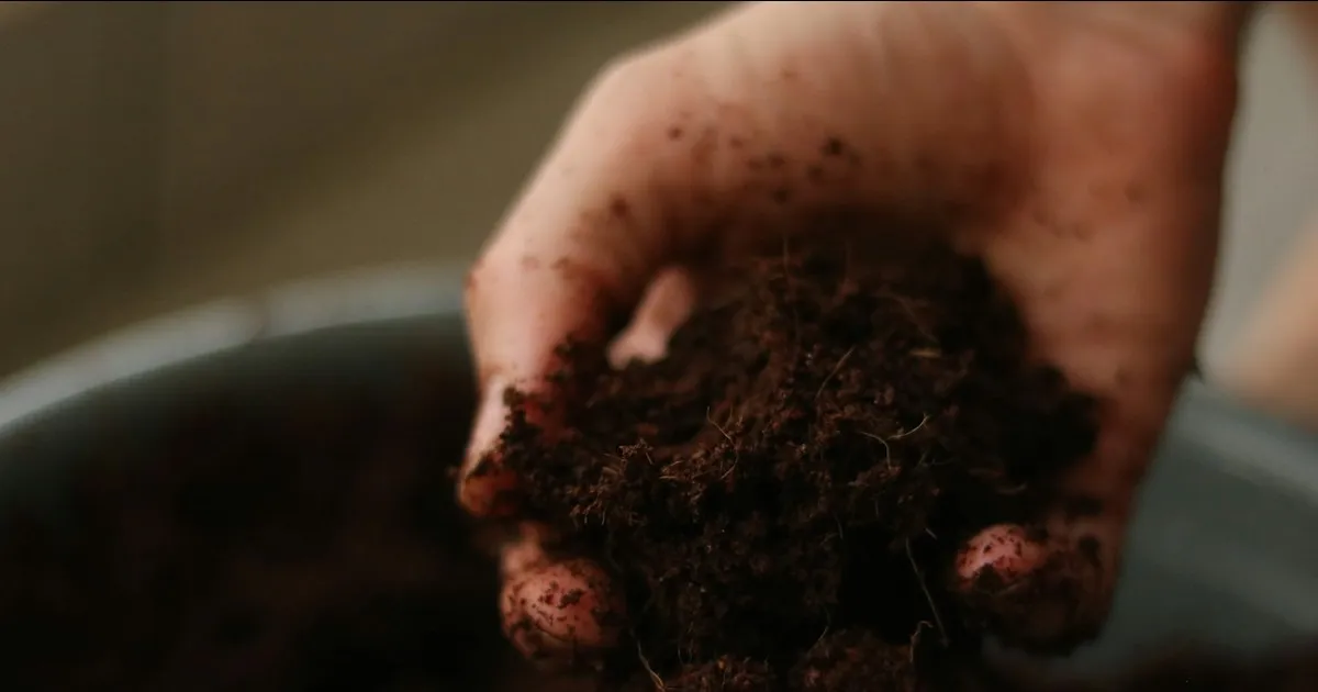 Coupe de sol montrant les horizons et les racines dans une parcelle cultivée