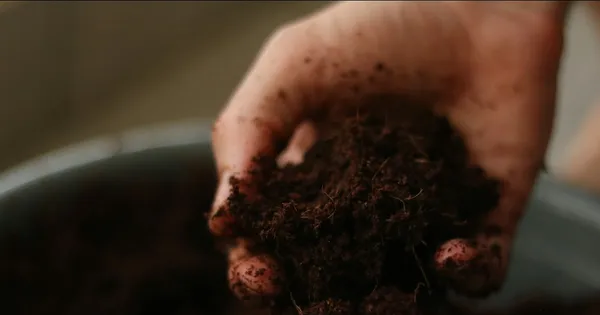 Coupe de sol montrant les horizons et les racines dans une parcelle cultivée